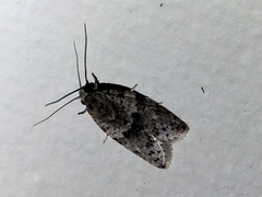 Isotenes miserana