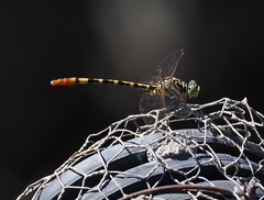 Austroepigomphus turneri