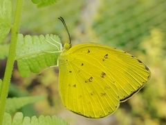 Eurema hecabe hecabe