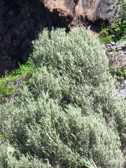 Olea europaea cerasiformis