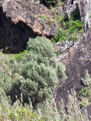Olea europaea cerasiformis