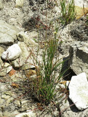 Xyris capensis