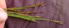 Schoenus gracillimus