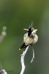 Black-Crested Coquette photo 4