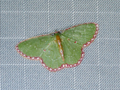 Pseudocomostola cosmetocraspeda