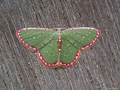 Pseudocomostola cosmetocraspeda