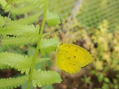 Eurema hecabe hecabe