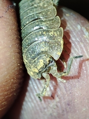 Porcellio dilatatus