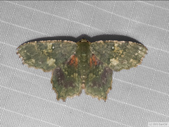 Paramaxates polygrapharia