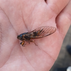 Pyropsalta amnica