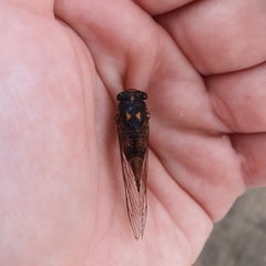 Pyropsalta amnica