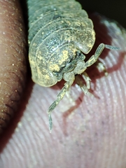 Porcellio dilatatus