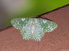 Eucyclodes divapala