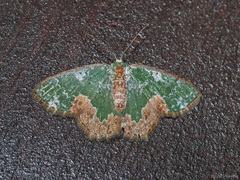 Eucyclodes albisparsa