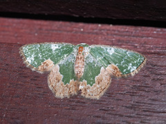 Eucyclodes albisparsa