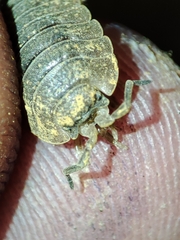Porcellio dilatatus