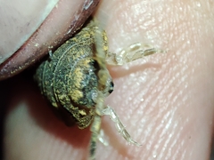 Porcellio dilatatus
