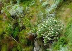 Lachnaea macrantha