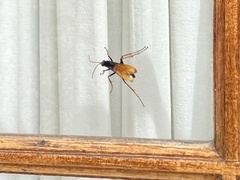 Tachypompilus ignitus