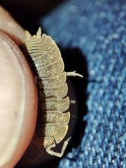 Porcellio dilatatus