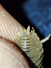 Porcellio dilatatus
