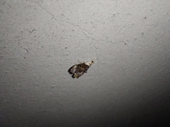 Glaphyriinae