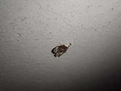 Glaphyriinae