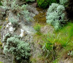 Atrichantha gemmifera