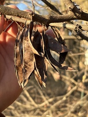 Cercis canadensis