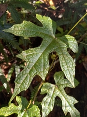 Ampelocissus robinsonii