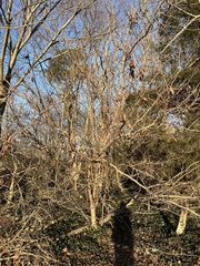 Cercis canadensis