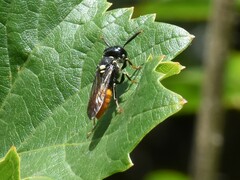 Philanthus loeflingi