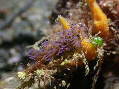 Pteraeolidia semperi