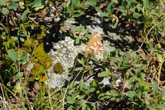 Boloria