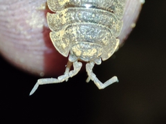 Porcellio dilatatus