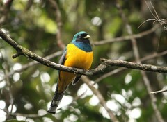 Trogon rufus