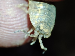 Porcellio dilatatus