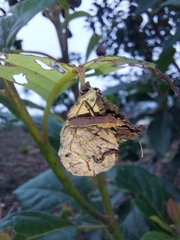 Burtinus notatipennis