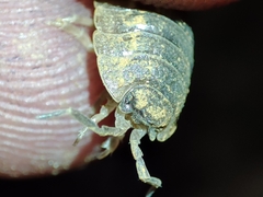 Porcellio dilatatus