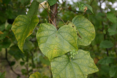 Plusiodonta compressipalpis