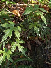 Ampelocissus robinsonii
