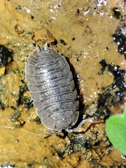 Porcellio dilatatus