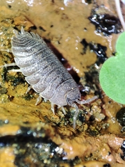 Porcellio dilatatus