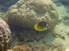 Chaetodon lunula