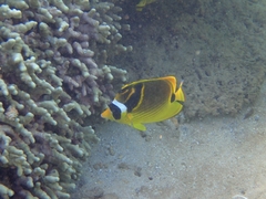 Chaetodon lunula