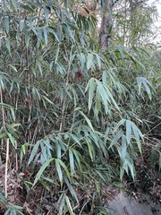 Pseudosasa japonica