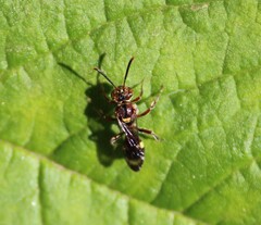 Nomada furva