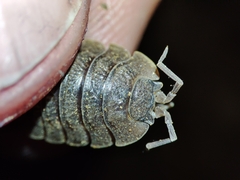 Porcellio dilatatus