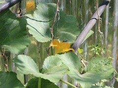 Cucurbita moschata