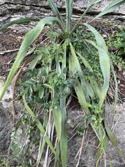 Yucca rupicola